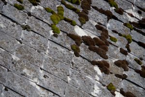 The old gray Eternit roof mossy